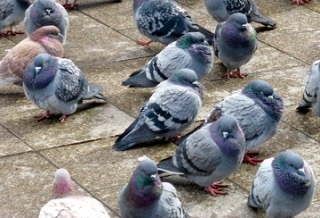 鳥が好きな方、集合ー！