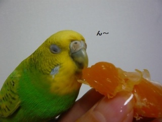 鳥が好きな方、集合ー！