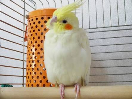 鳥が好きな方、集合ー！