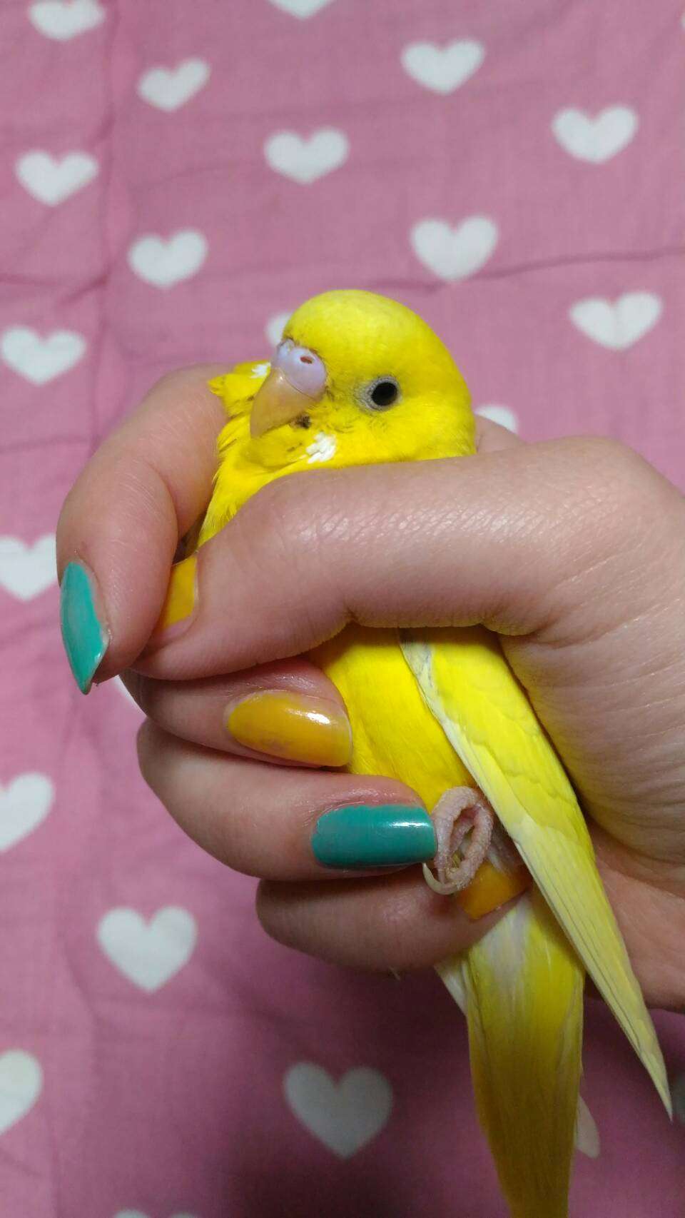 鳥が好きな方、集合ー！