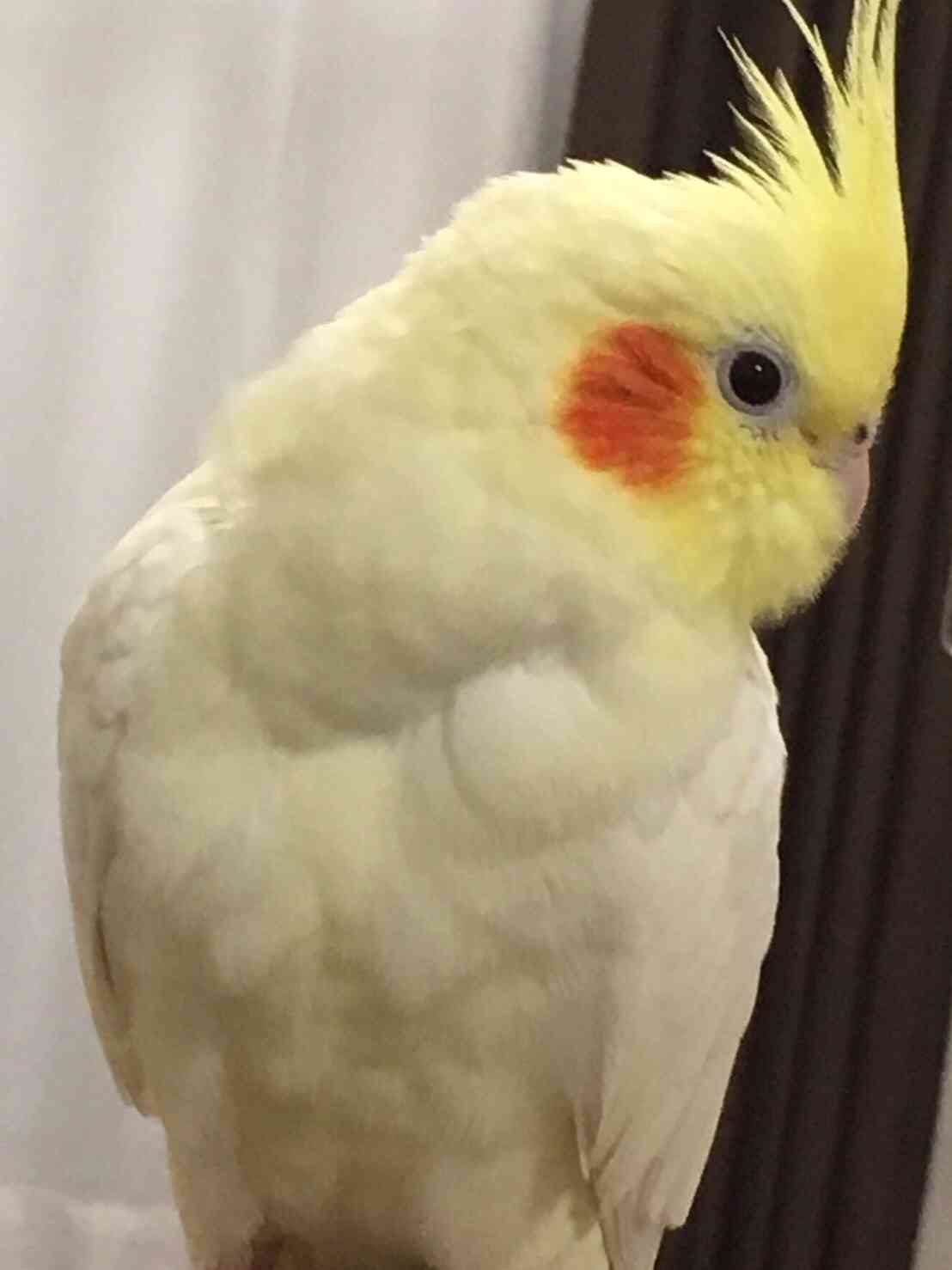鳥が好きな方、集合ー！
