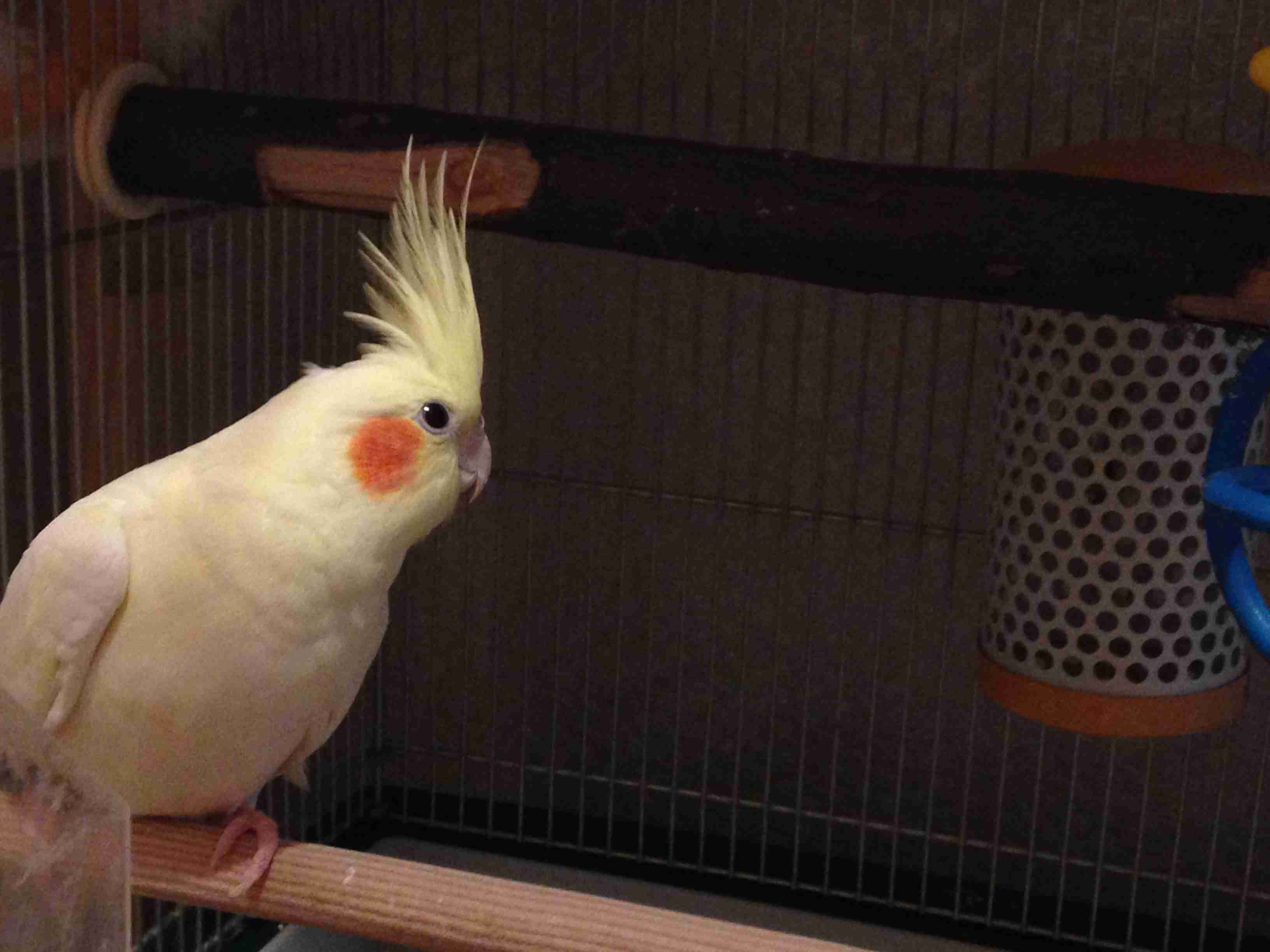 鳥が好きな方、集合ー！