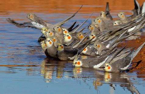 鳥が好きな方、集合ー！