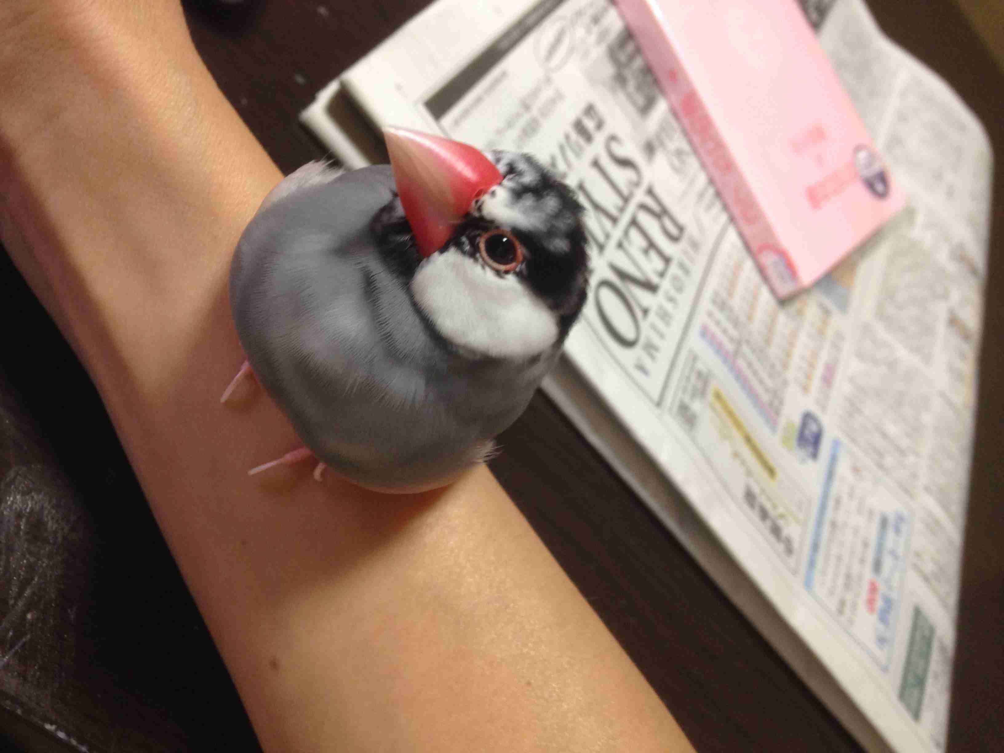 鳥が好きな方、集合ー！