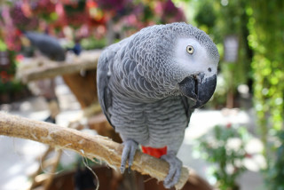 鳥が好きな方、集合ー！