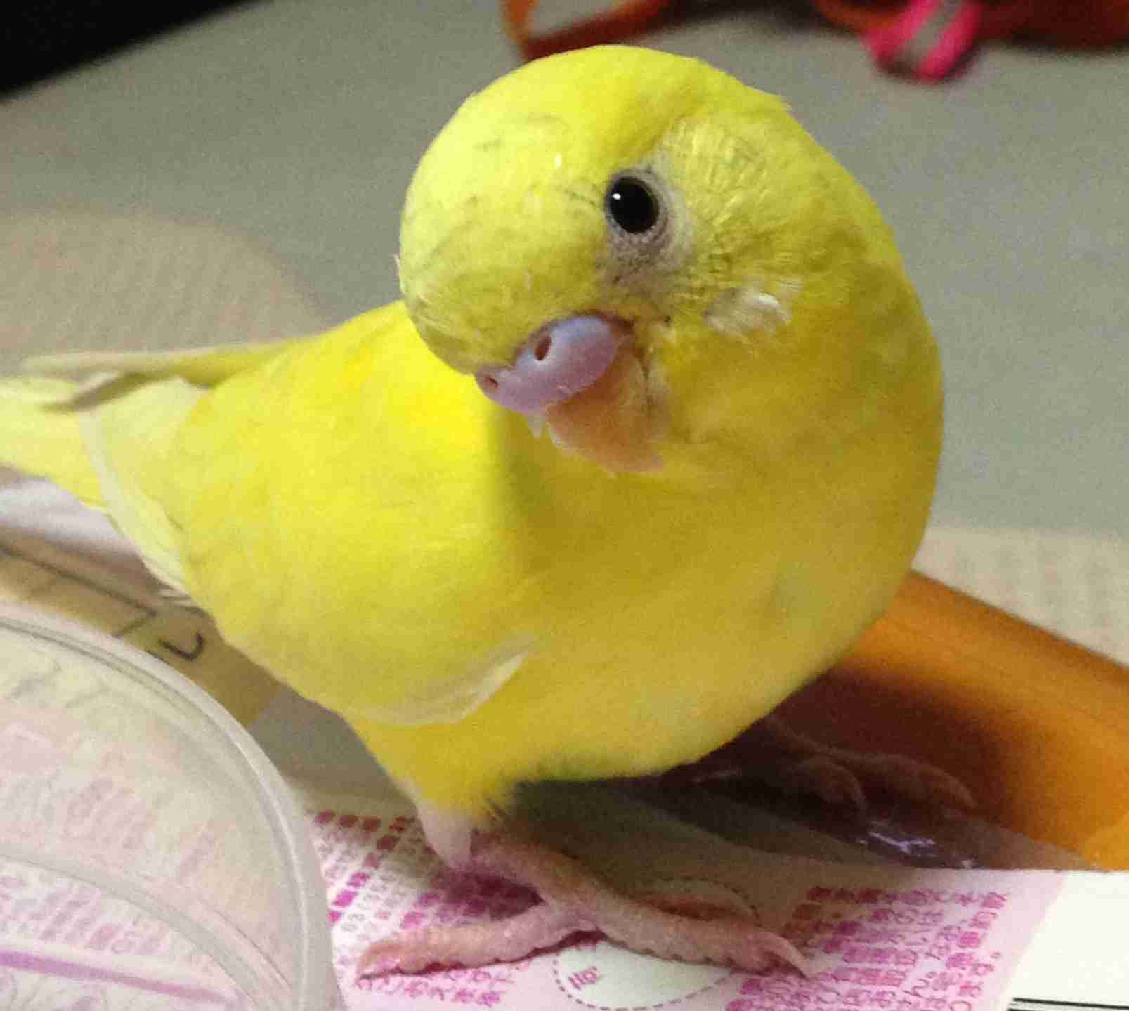 鳥が好きな方、集合ー！