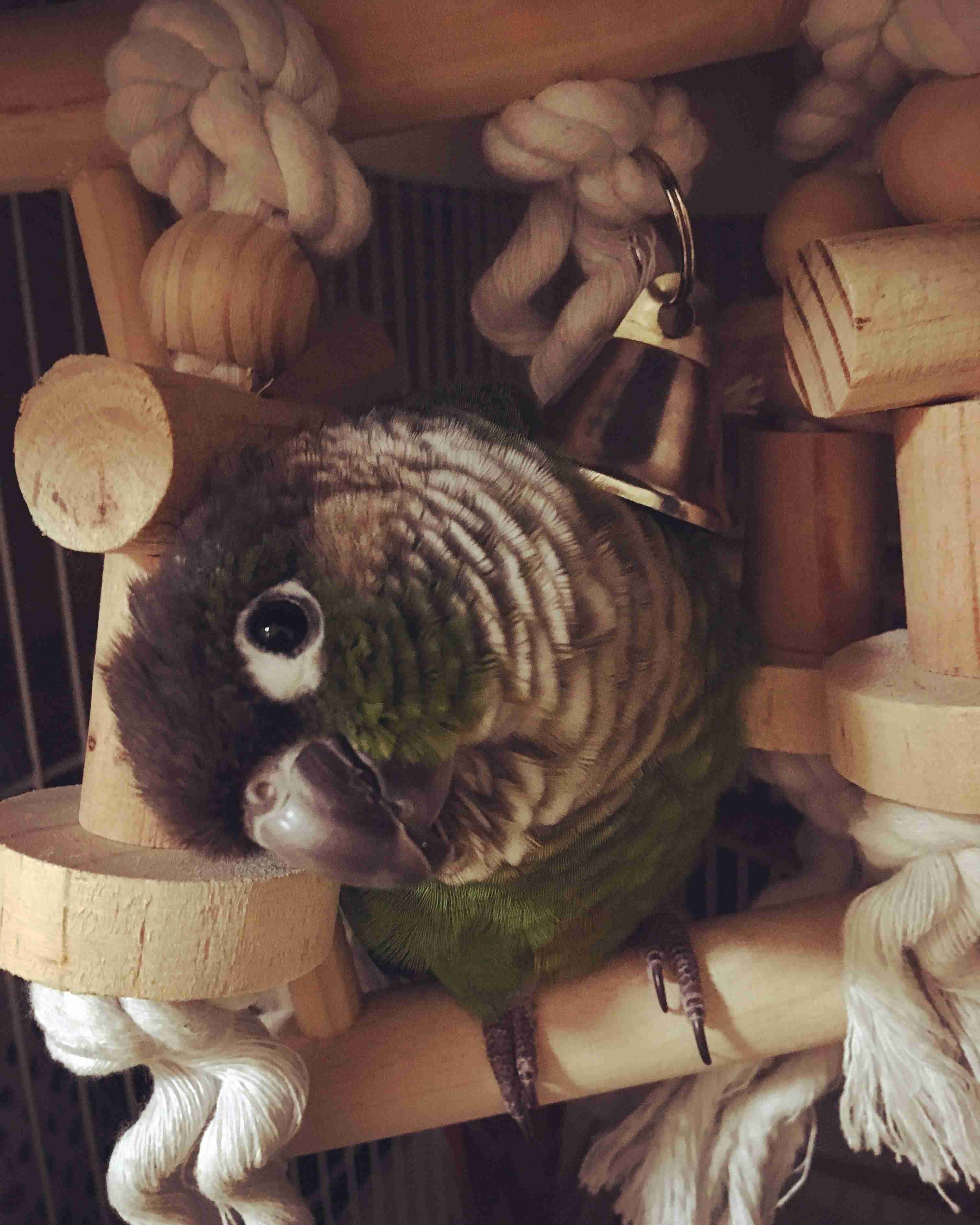 鳥が好きな方、集合ー！