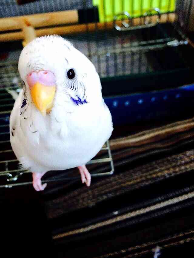 鳥が好きな方、集合ー！