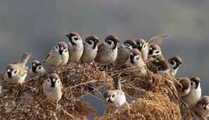 鳥が好きな方、集合ー！