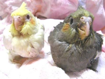 鳥が好きな方、集合ー！