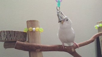 鳥が好きな方、集合ー！