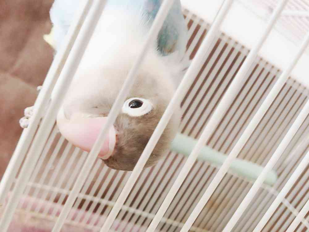 鳥が好きな方、集合ー！