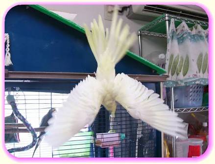 鳥が好きな方、集合ー！