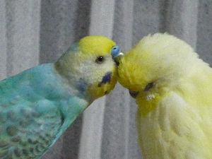 鳥が好きな方、集合ー！