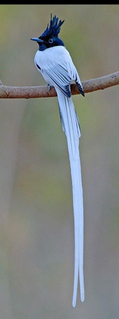 鳥が好きな方、集合ー！