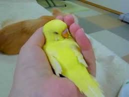鳥が好きな方、集合ー！