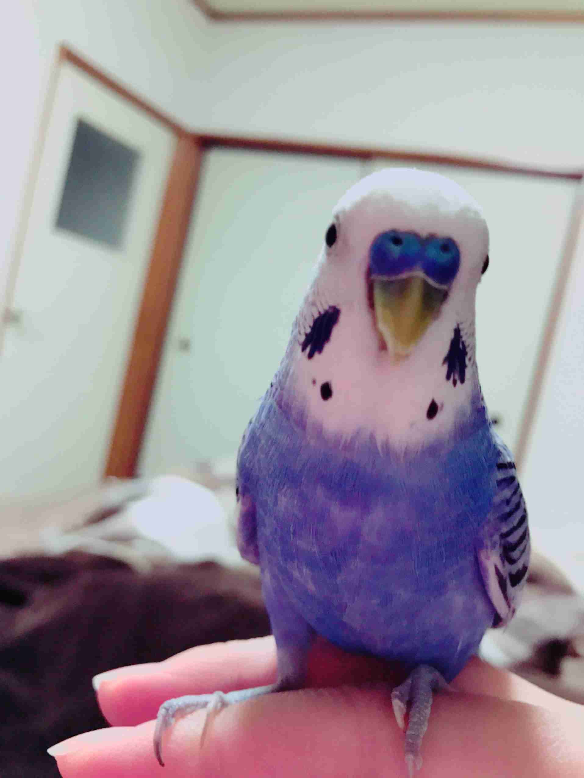 鳥が好きな方、集合ー！