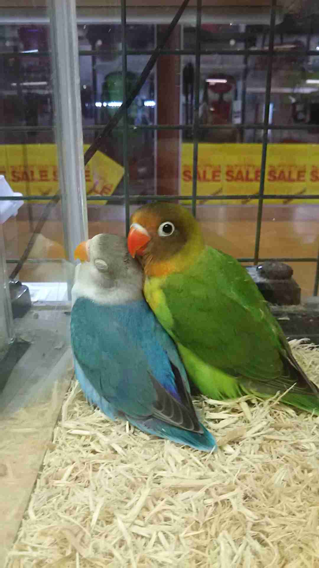 鳥が好きな方、集合ー！
