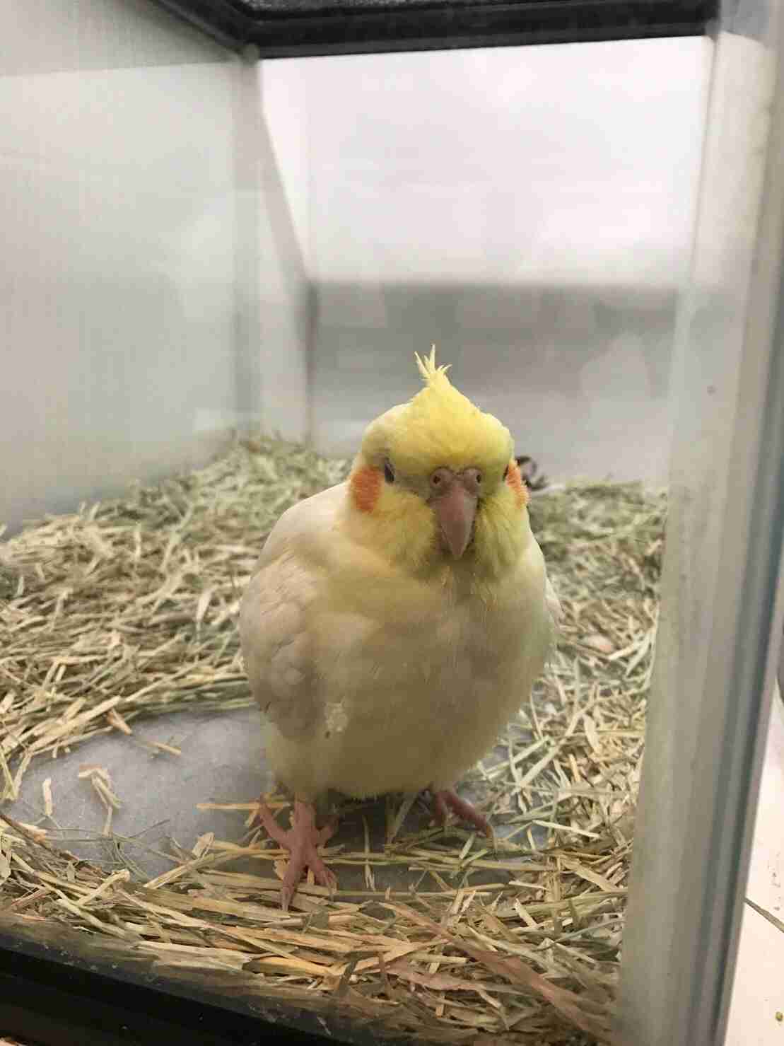 鳥が好きな方、集合ー！