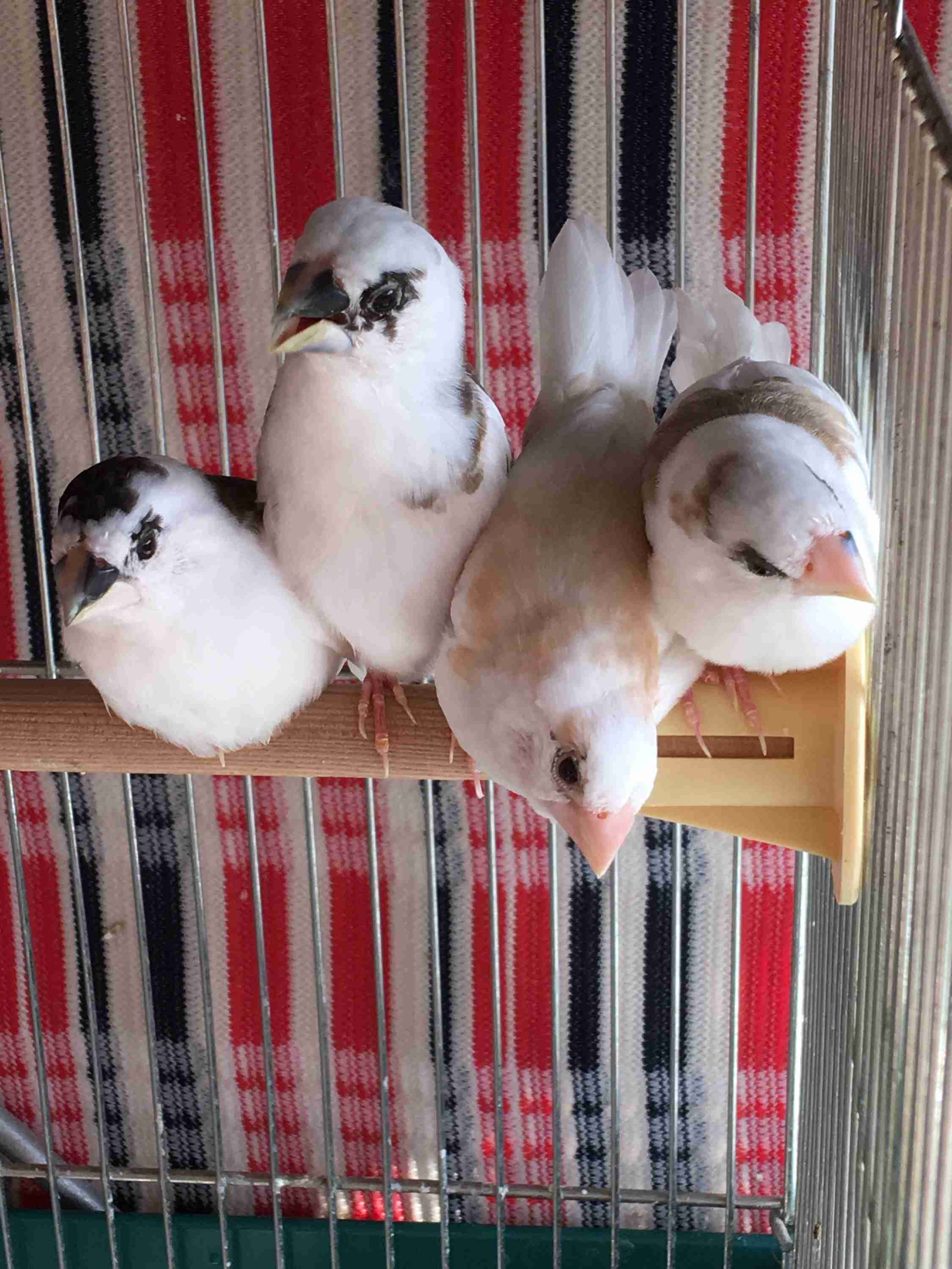 鳥が好きな方、集合ー！