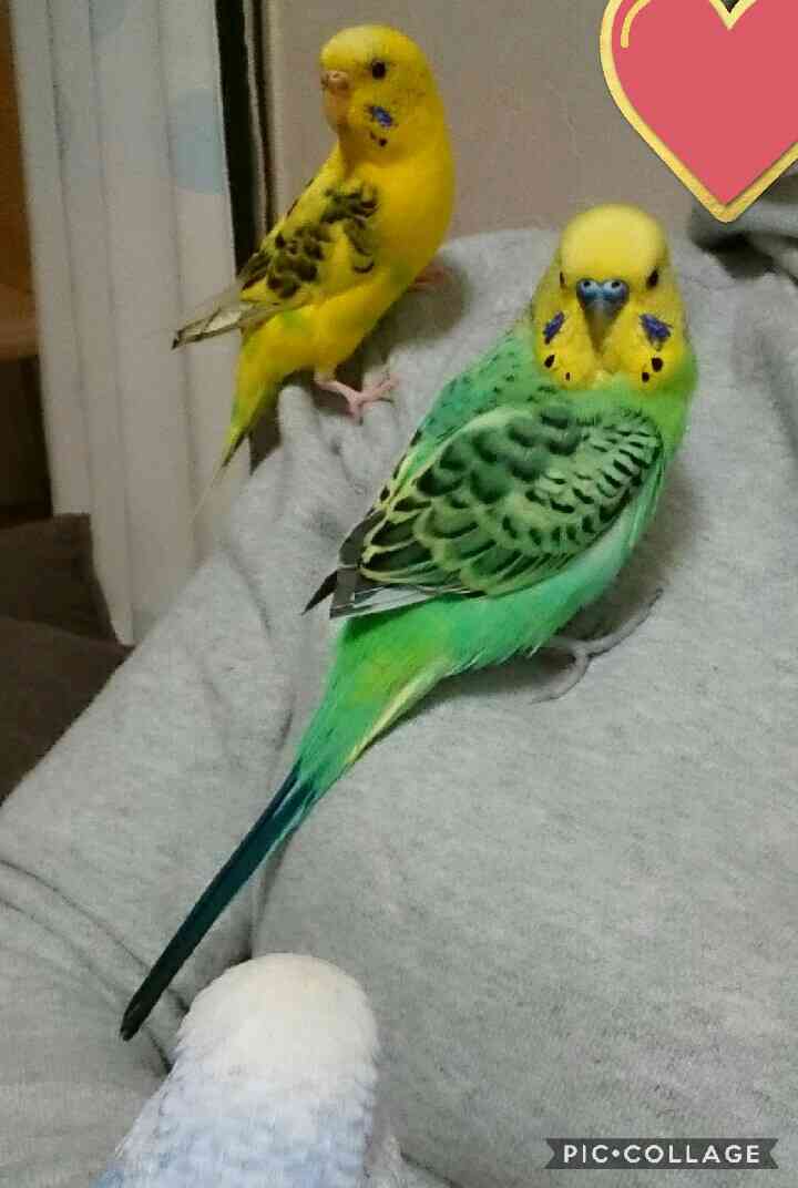 鳥が好きな方、集合ー！