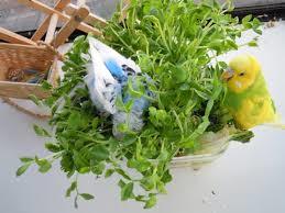 鳥が好きな方、集合ー！