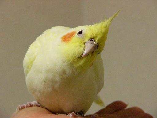 鳥が好きな方、集合ー！