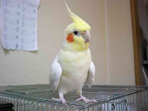 鳥が好きな方、集合ー！