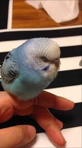 鳥が好きな方、集合ー！