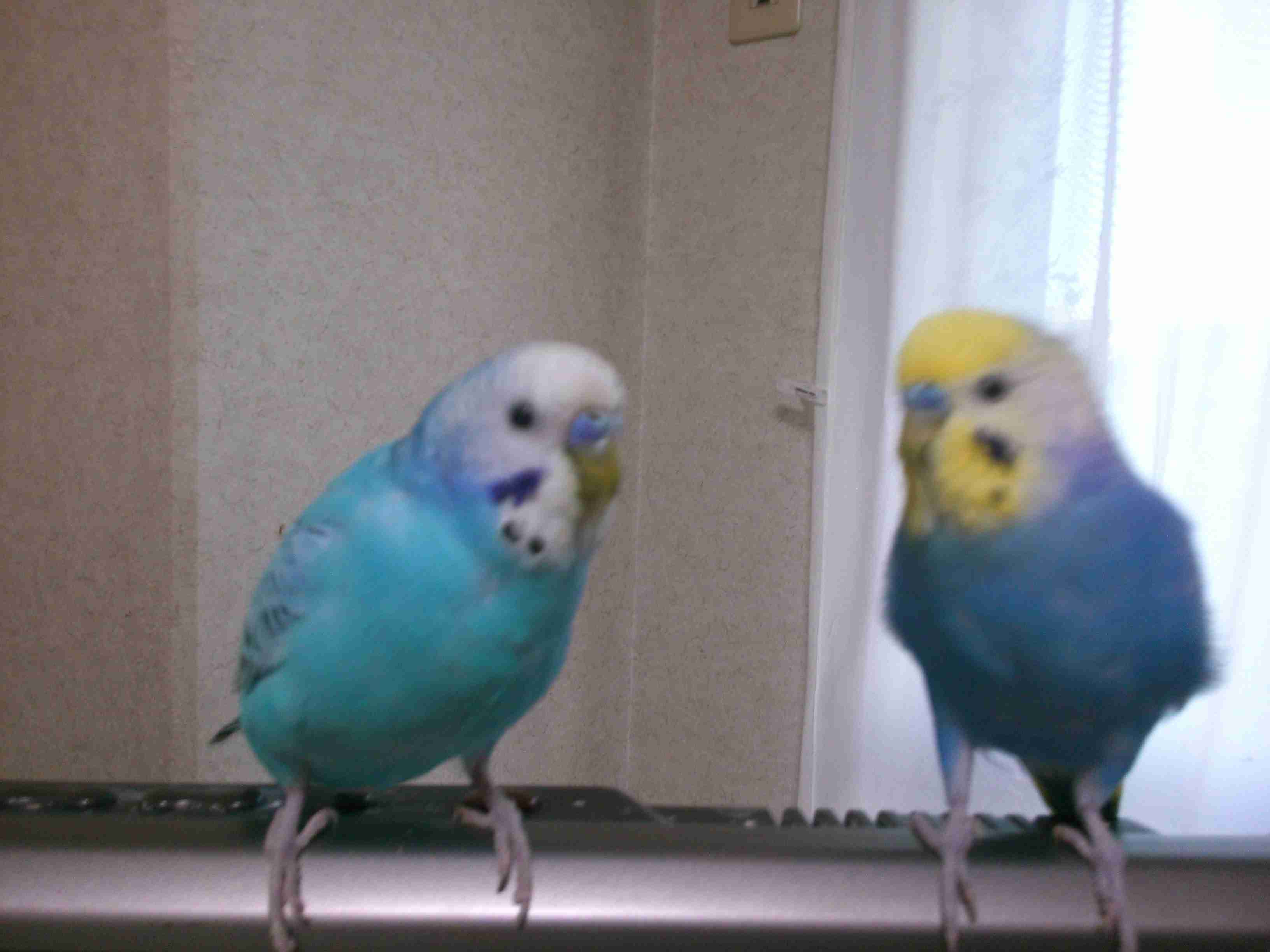 鳥が好きな方、集合ー！