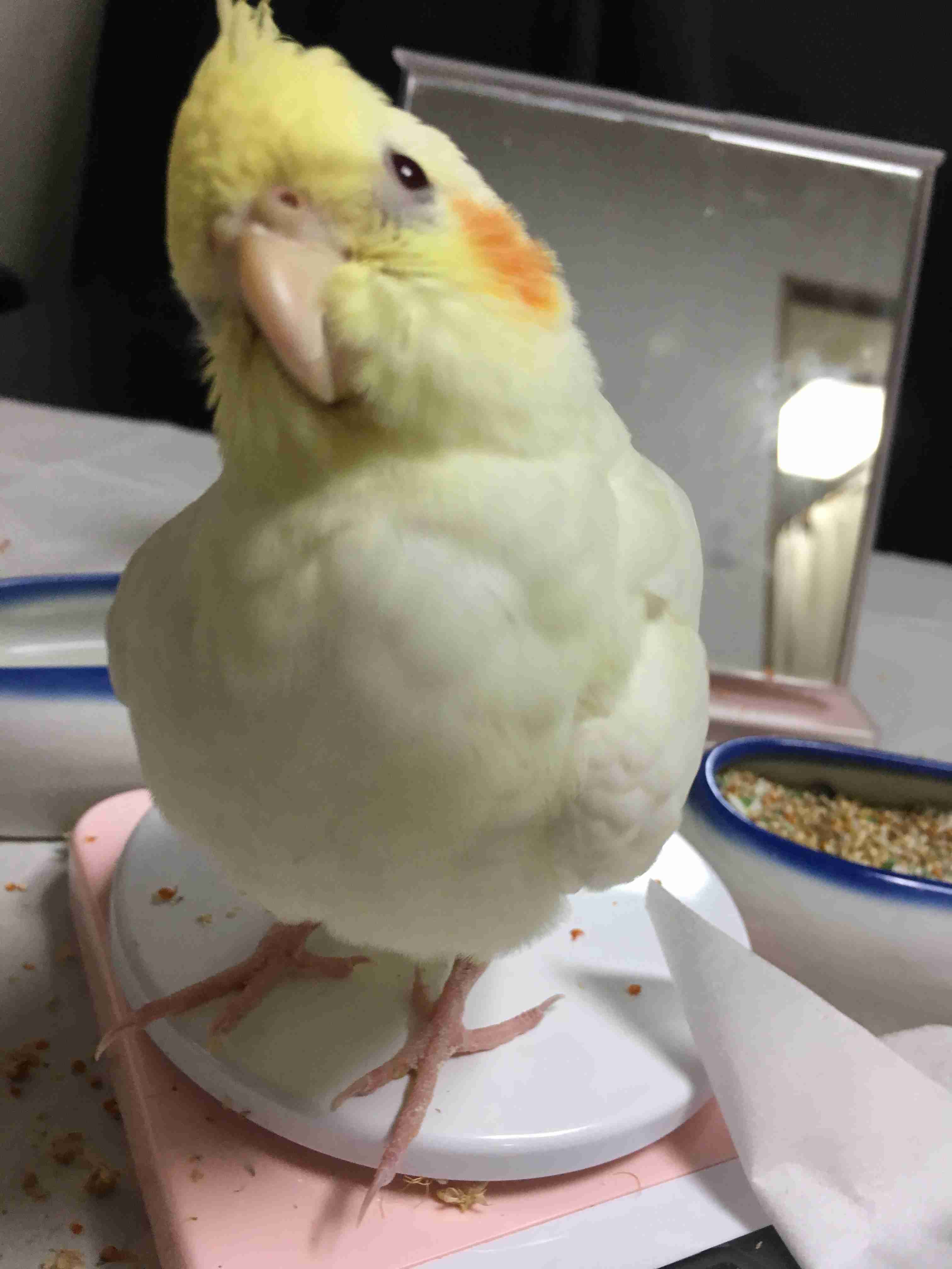 鳥が好きな方、集合ー！