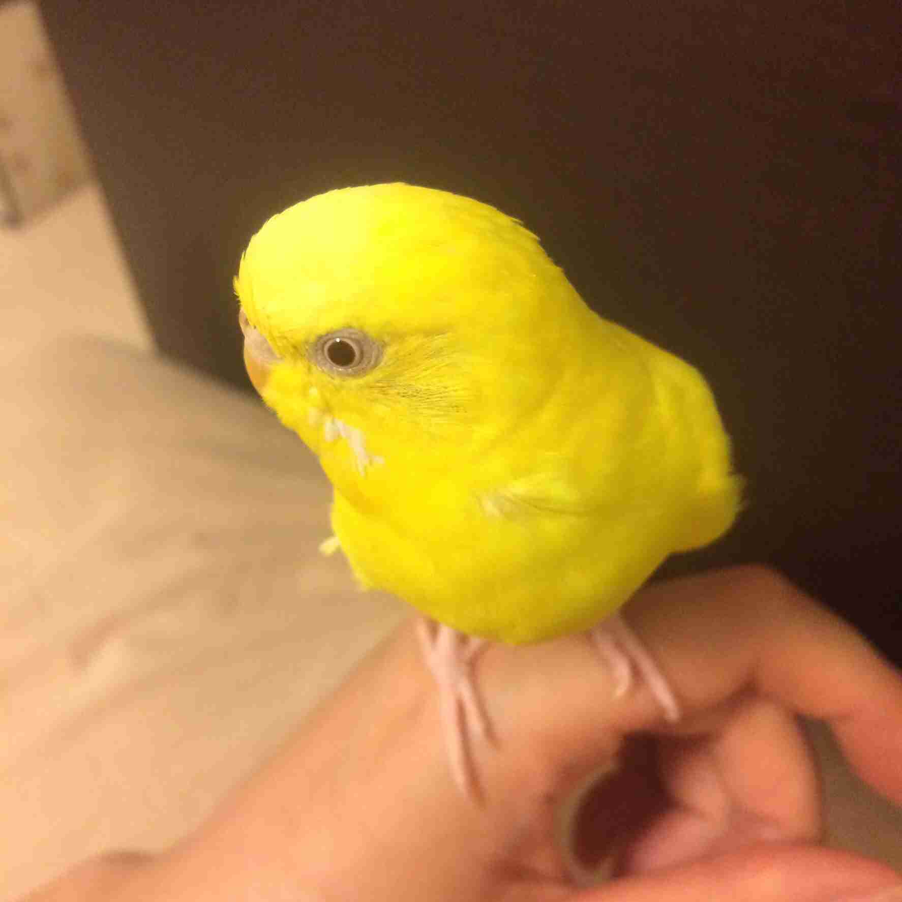 鳥が好きな方、集合ー！