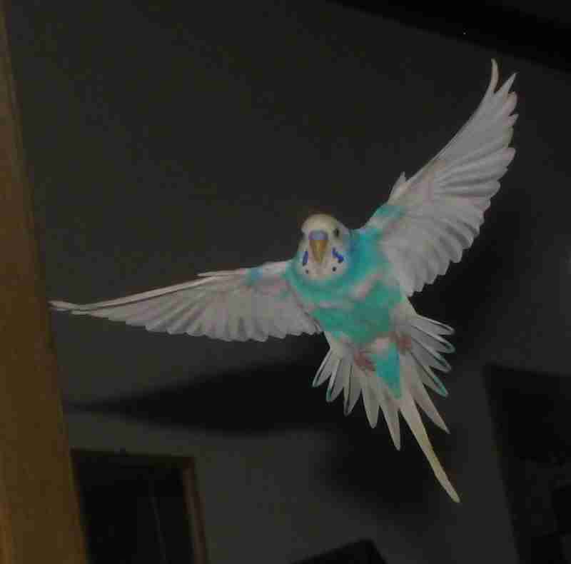 鳥が好きな方、集合ー！