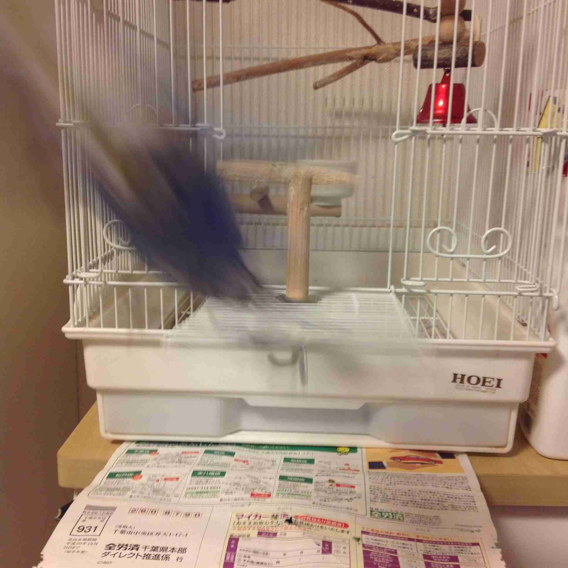 鳥が好きな方、集合ー！