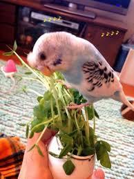 鳥が好きな方、集合ー！