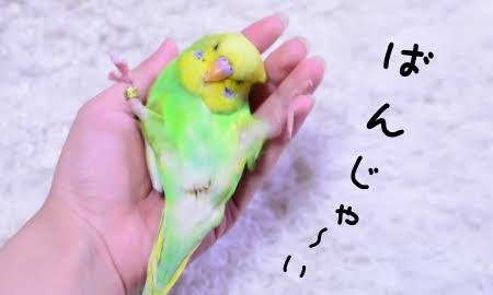 鳥が好きな方、集合ー！