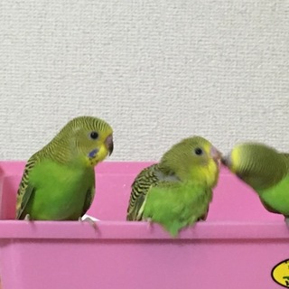 鳥が好きな方、集合ー！