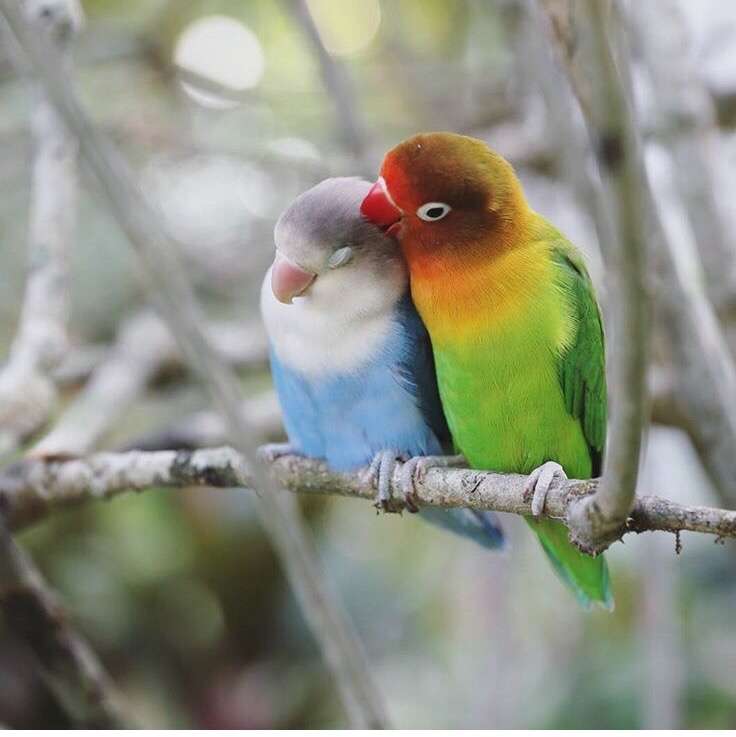鳥が好きな方、集合ー！