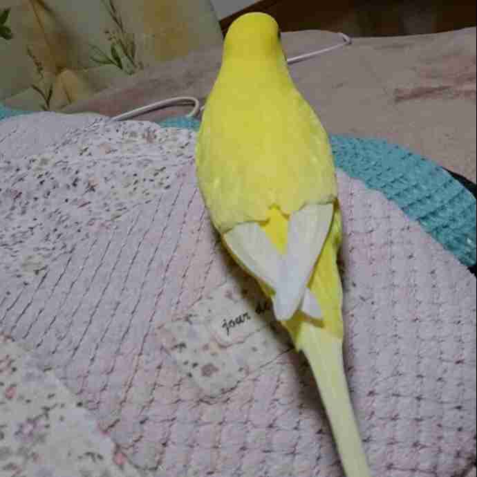 鳥が好きな方、集合ー！