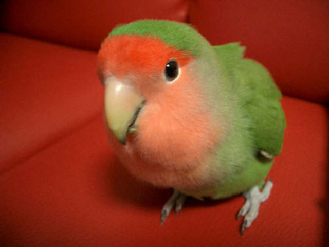 鳥が好きな方、集合ー！