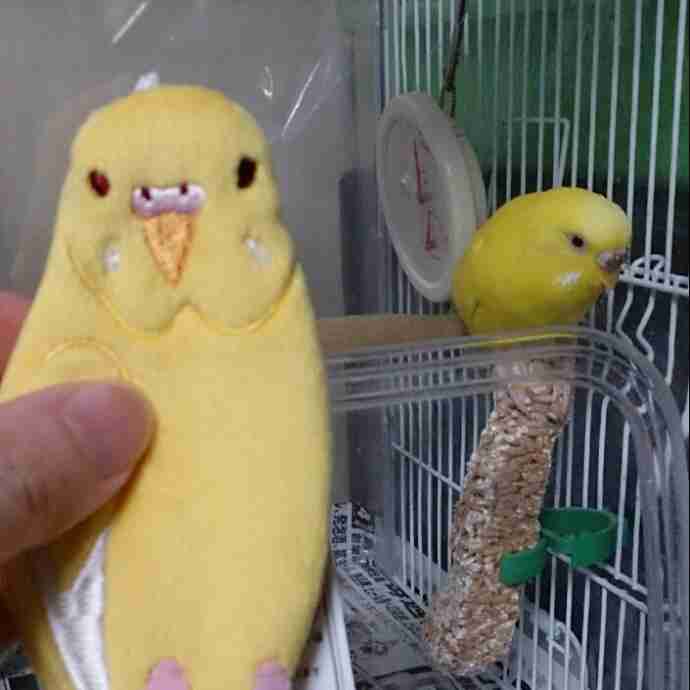 鳥が好きな方、集合ー！