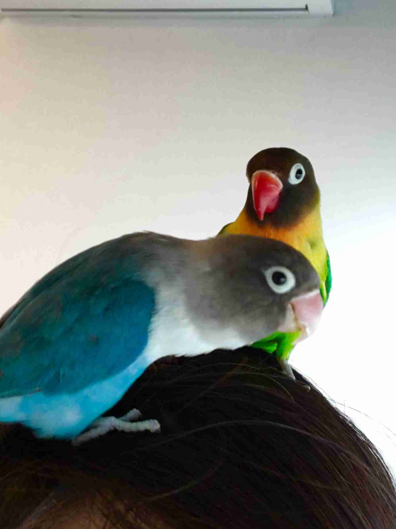 鳥が好きな方、集合ー！