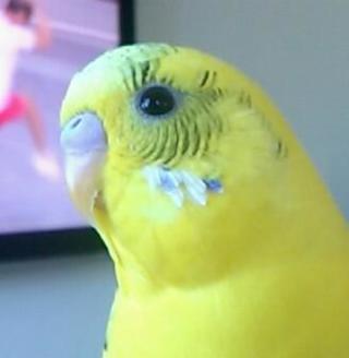 鳥が好きな方、集合ー！