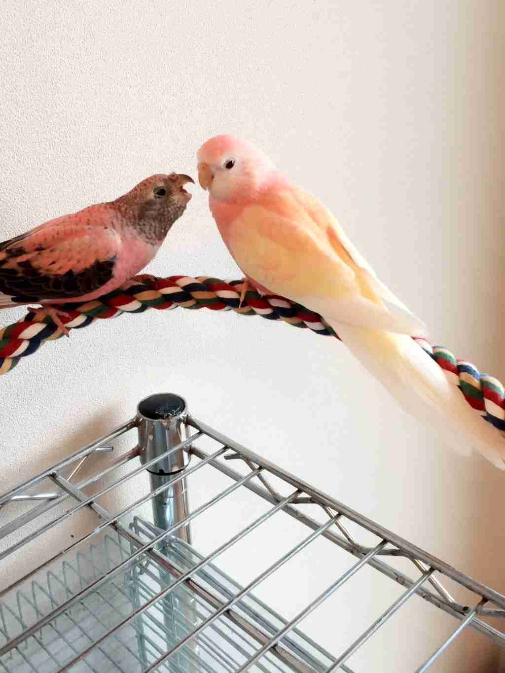 鳥が好きな方、集合ー！