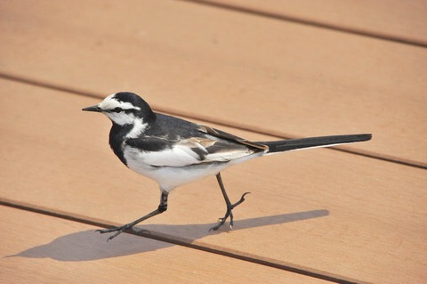 鳥が好きな方、集合ー！