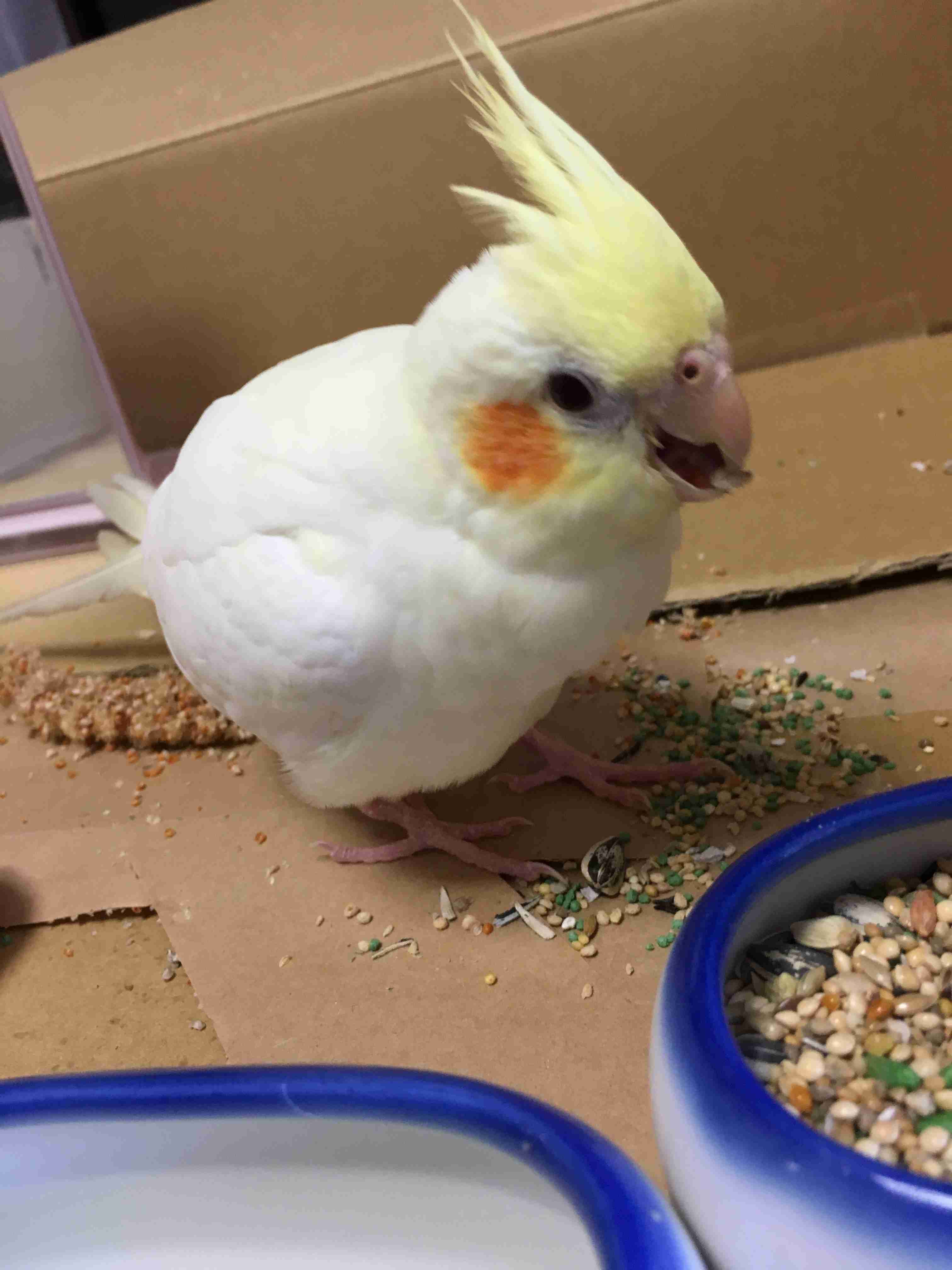 鳥が好きな方、集合ー！