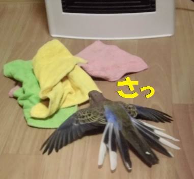鳥が好きな方、集合ー！