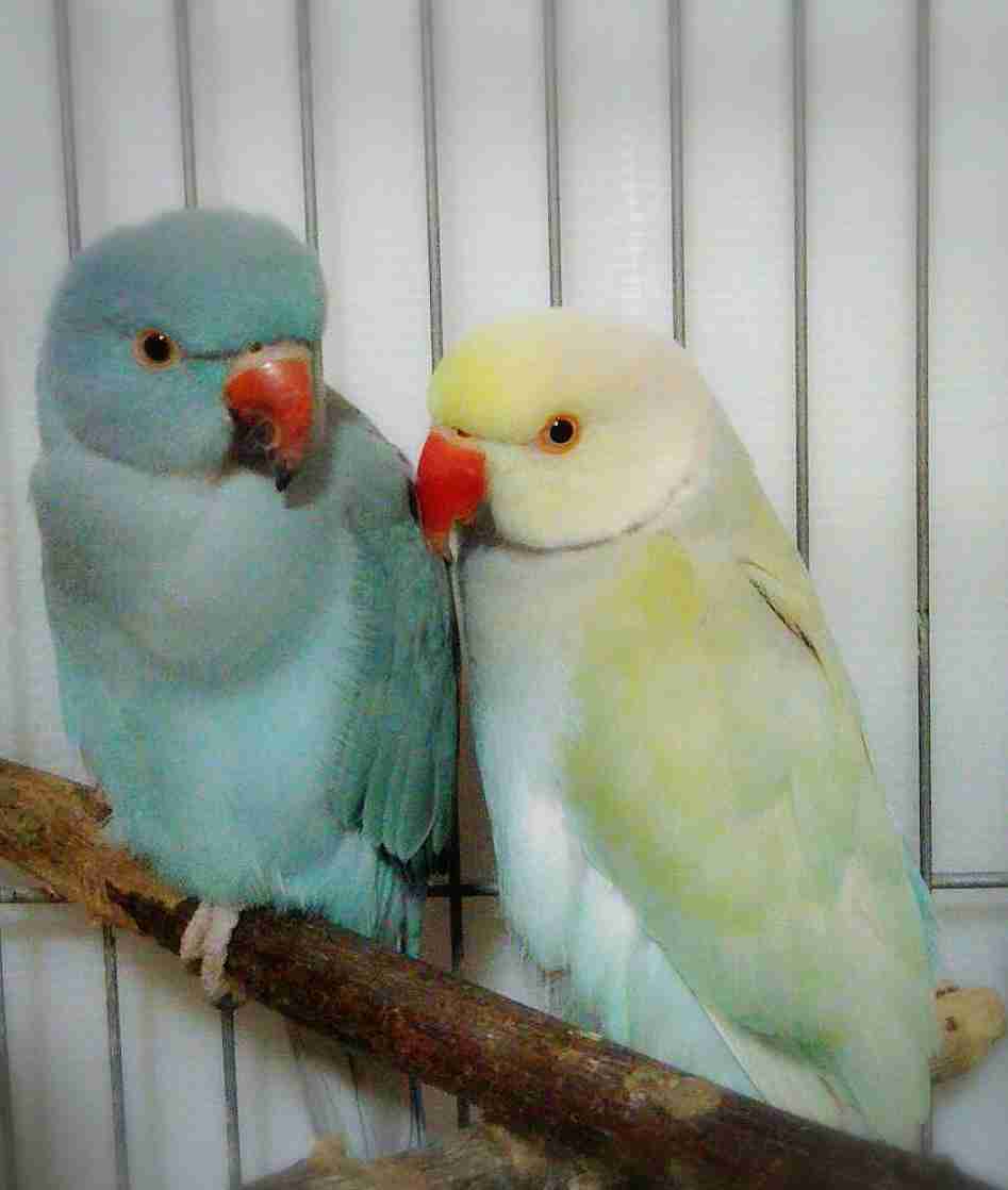 鳥が好きな方、集合ー！