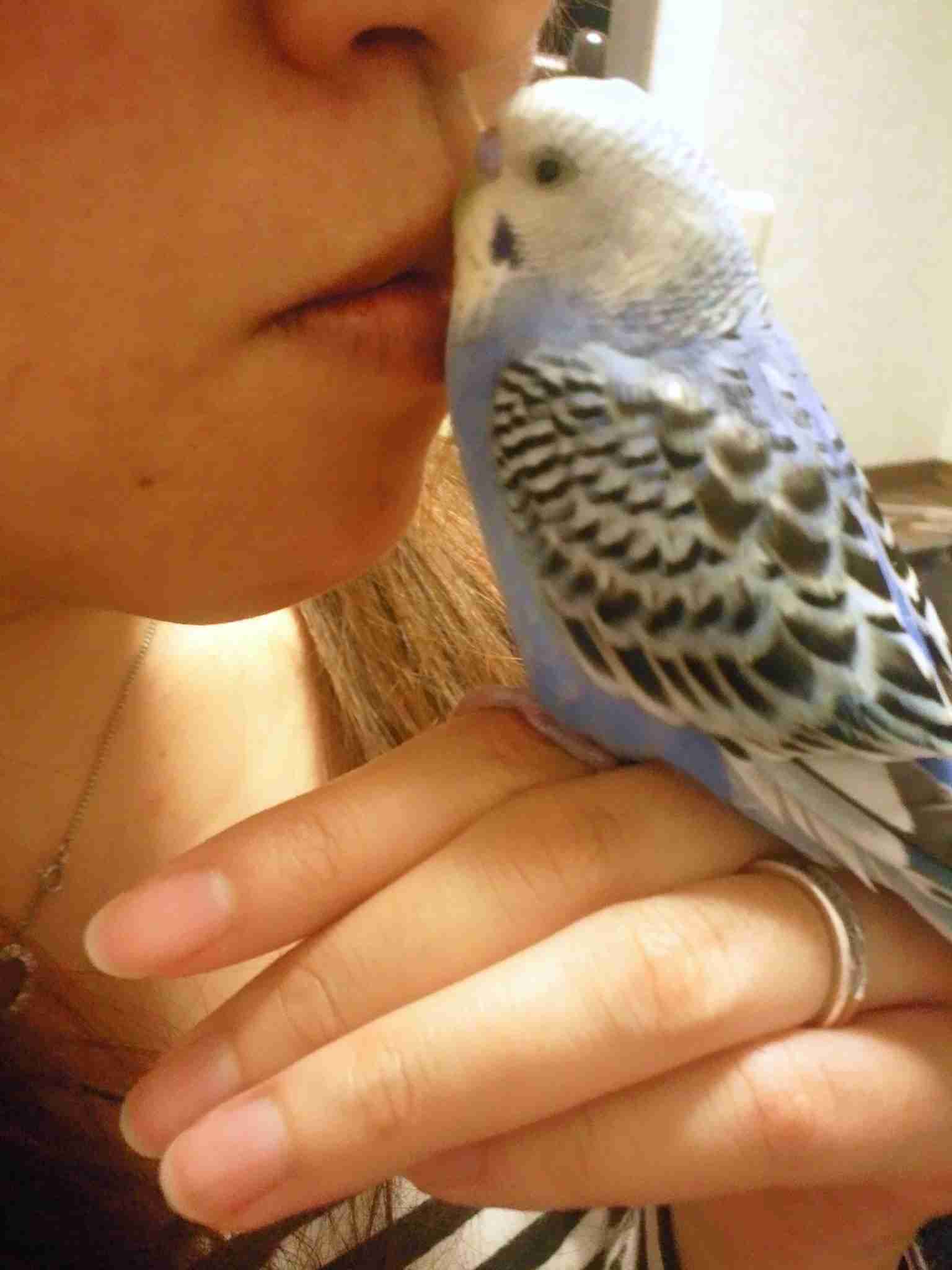 鳥が好きな方、集合ー！