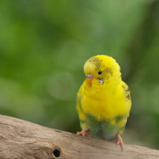 鳥が好きな方、集合ー！